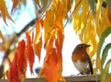 Fall Favorites