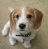 Dogwalker's Main Dishes