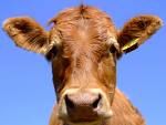 Beef
