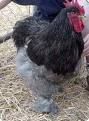 KMarie's Chicken Cookbook