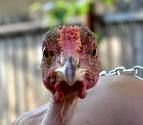 Fowl Recipes