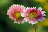 Barbara_Ell's Yummy Stuff
