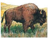 Bison Recipes