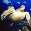 Turtle's Tried and True Tasty Treats