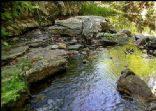 Life In The Creek