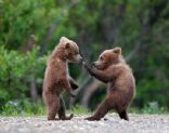 Bear Foods