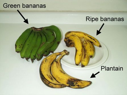 Tropical Plantains