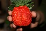 healthy food i want to eat