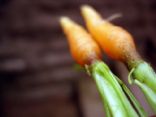 Get Started's Grub
