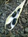 Black Bean Dishes