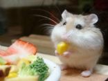 NOT MY COOKING