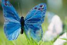 Butterflysis's Best