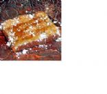 French Toast Light